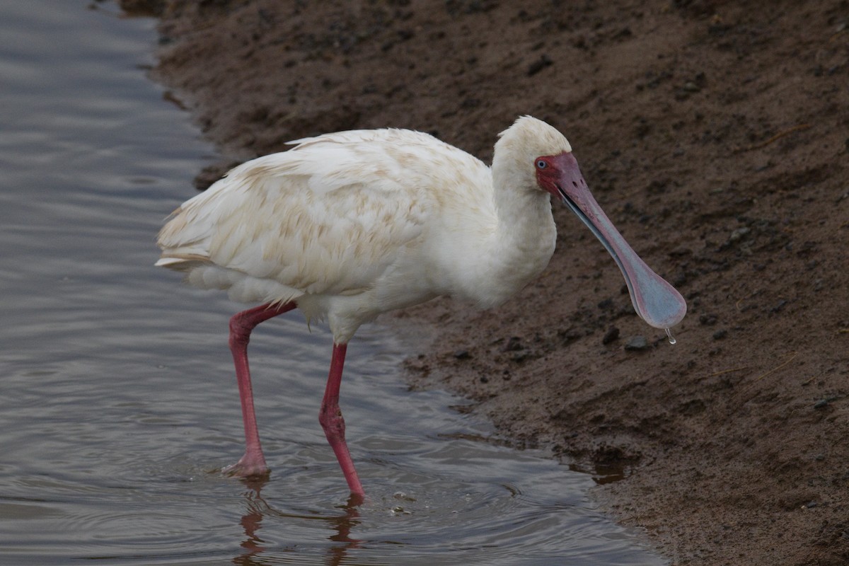 African Spoonbill - ML645552299