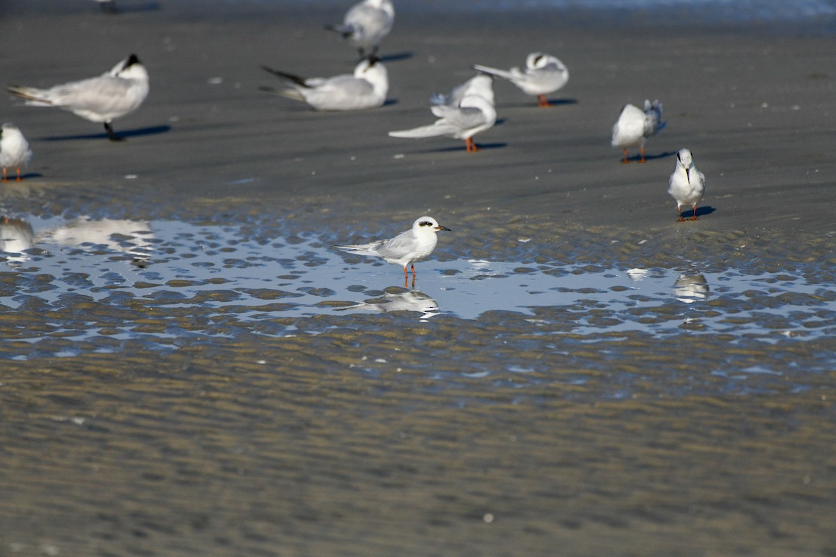 Forster's Tern - ML645552304