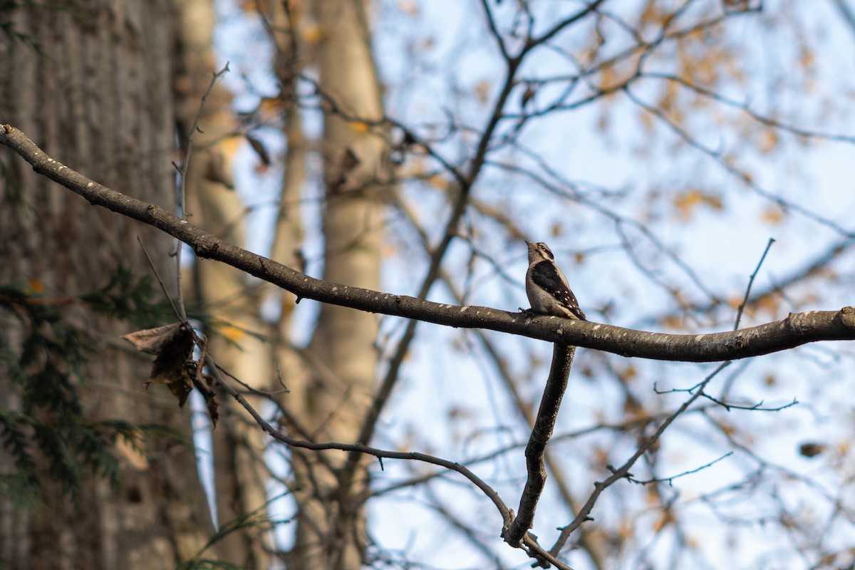 Downy Woodpecker - ML645552307