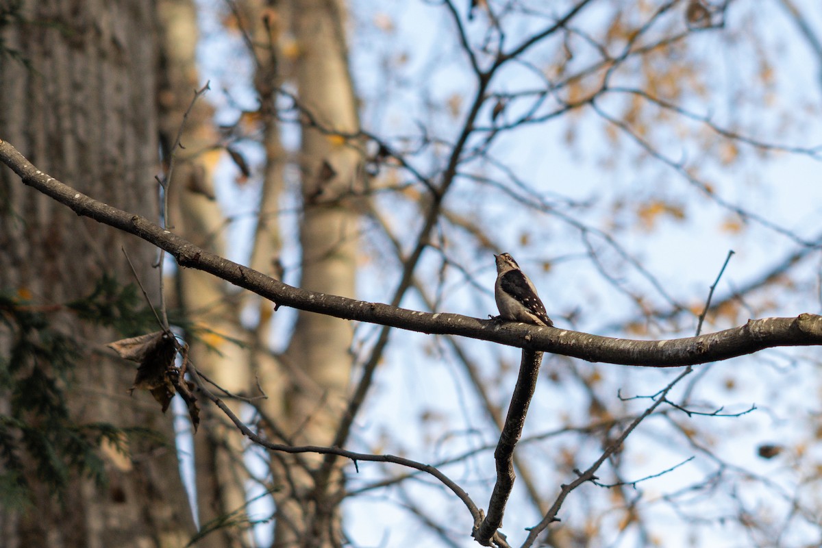 Downy Woodpecker - ML645552308
