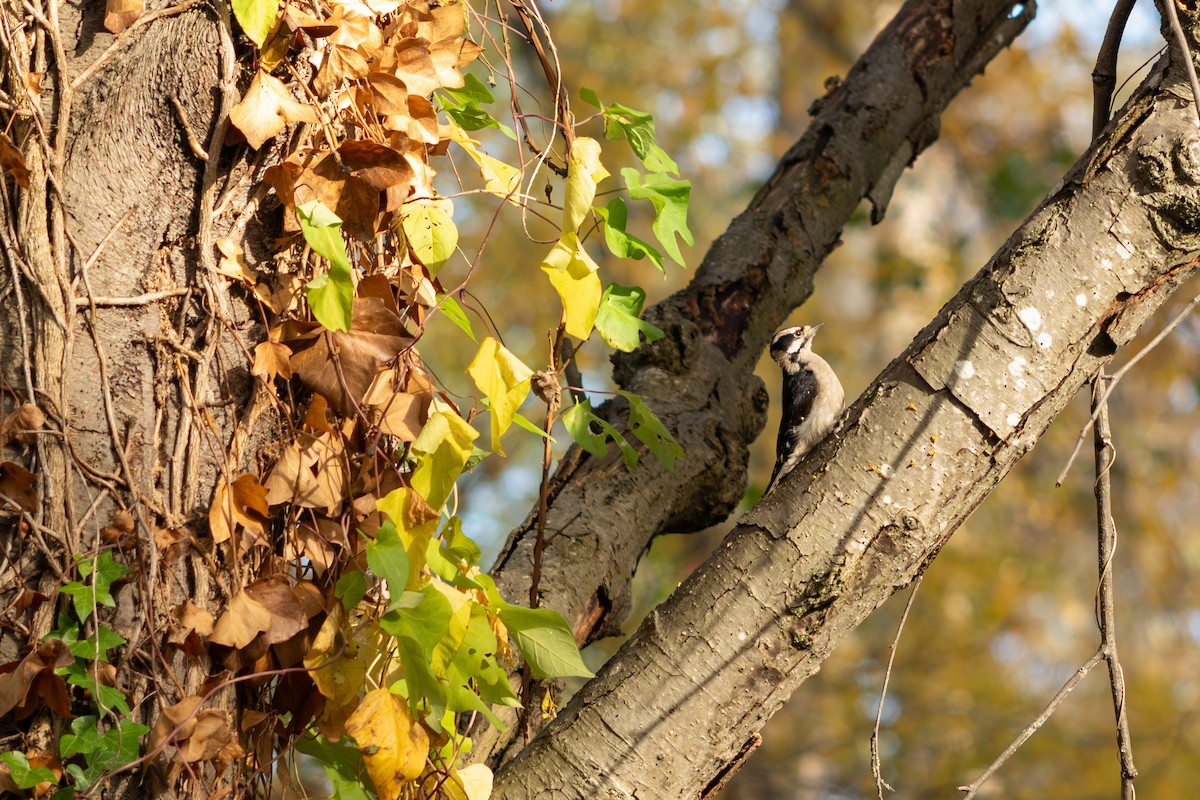 Downy Woodpecker - ML645552309