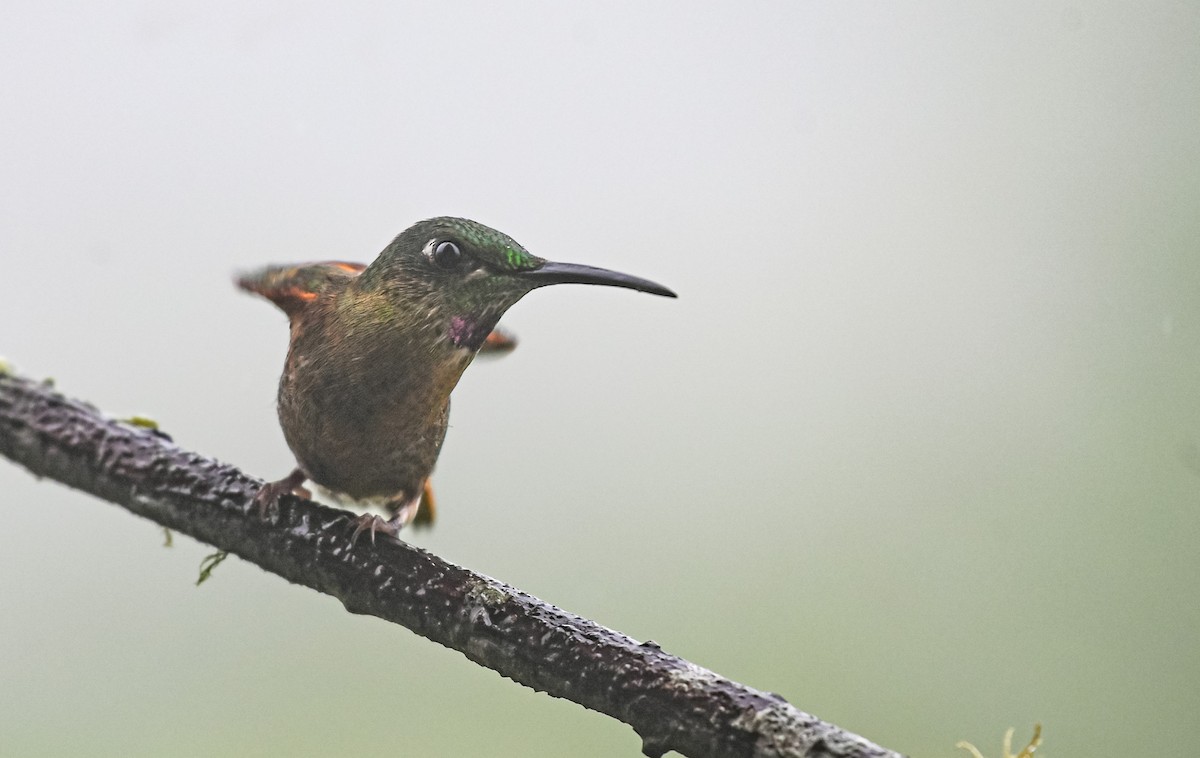 Fawn-breasted Brilliant - ML645552310
