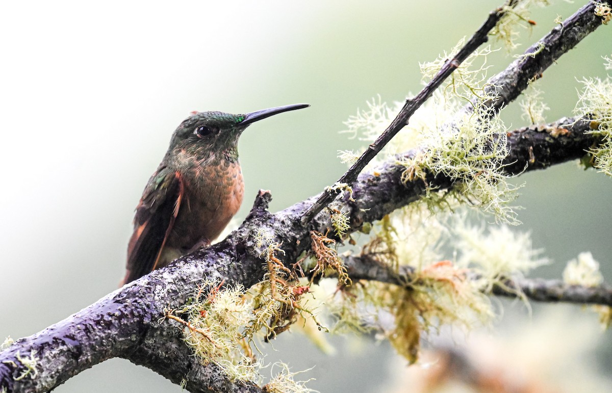Fawn-breasted Brilliant - ML645552311