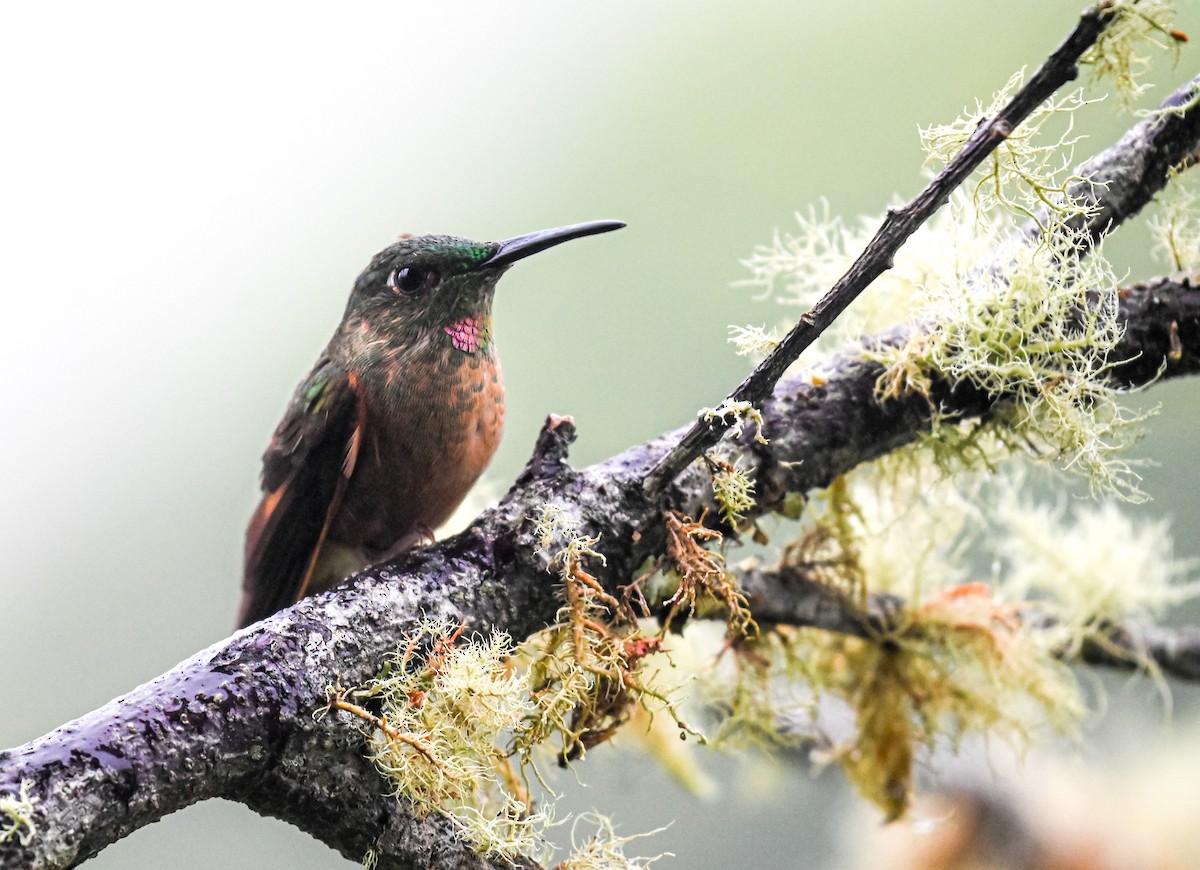 Fawn-breasted Brilliant - ML645552312