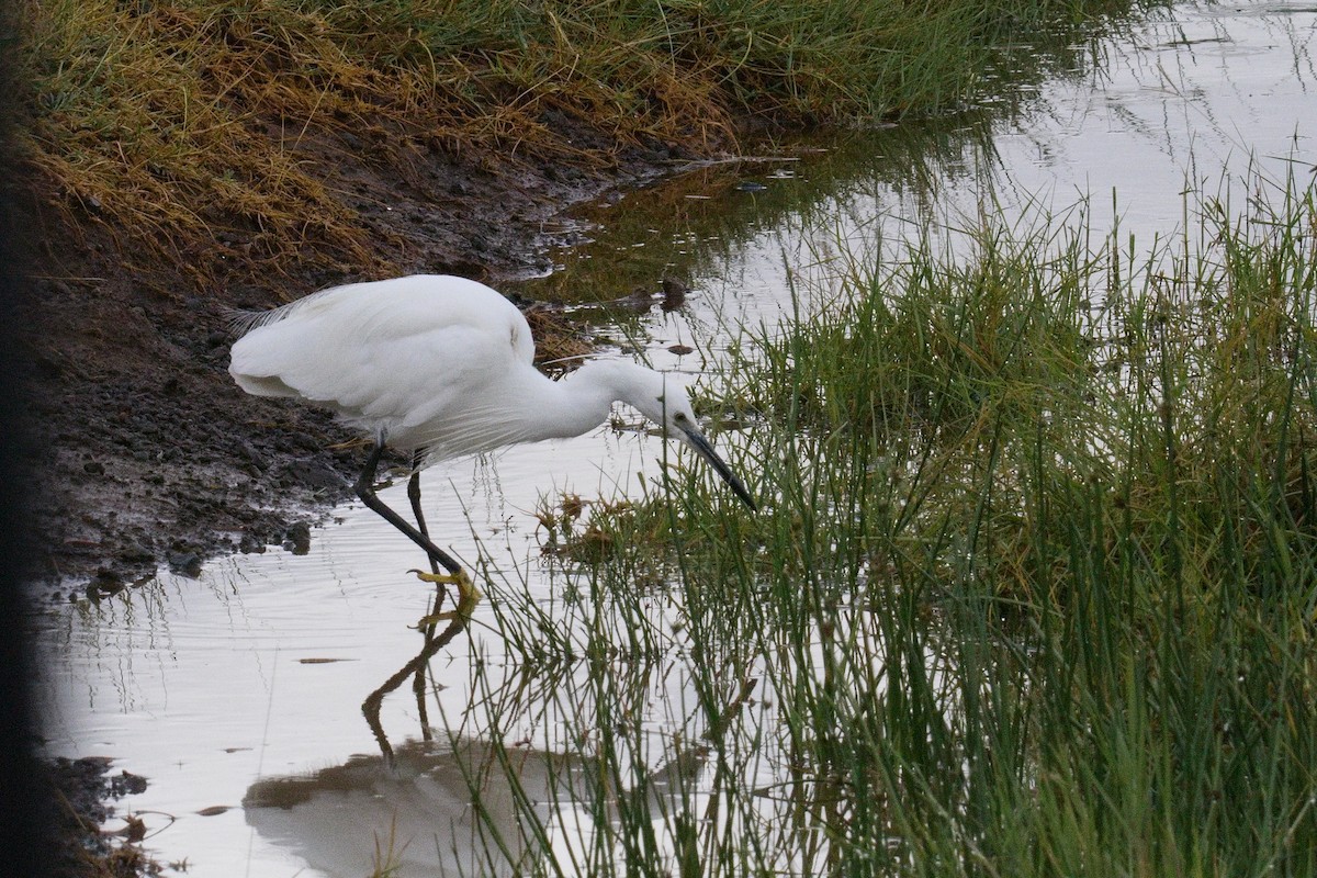 Little Egret - ML645552322