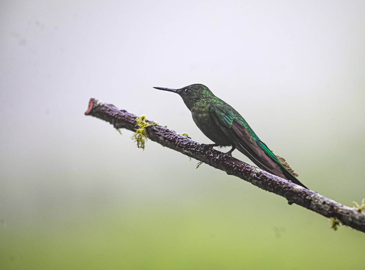 Long-tailed Sylph - ML645552330