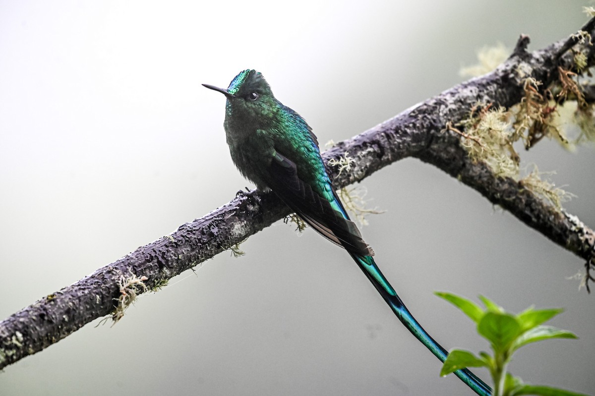 Long-tailed Sylph - ML645552331