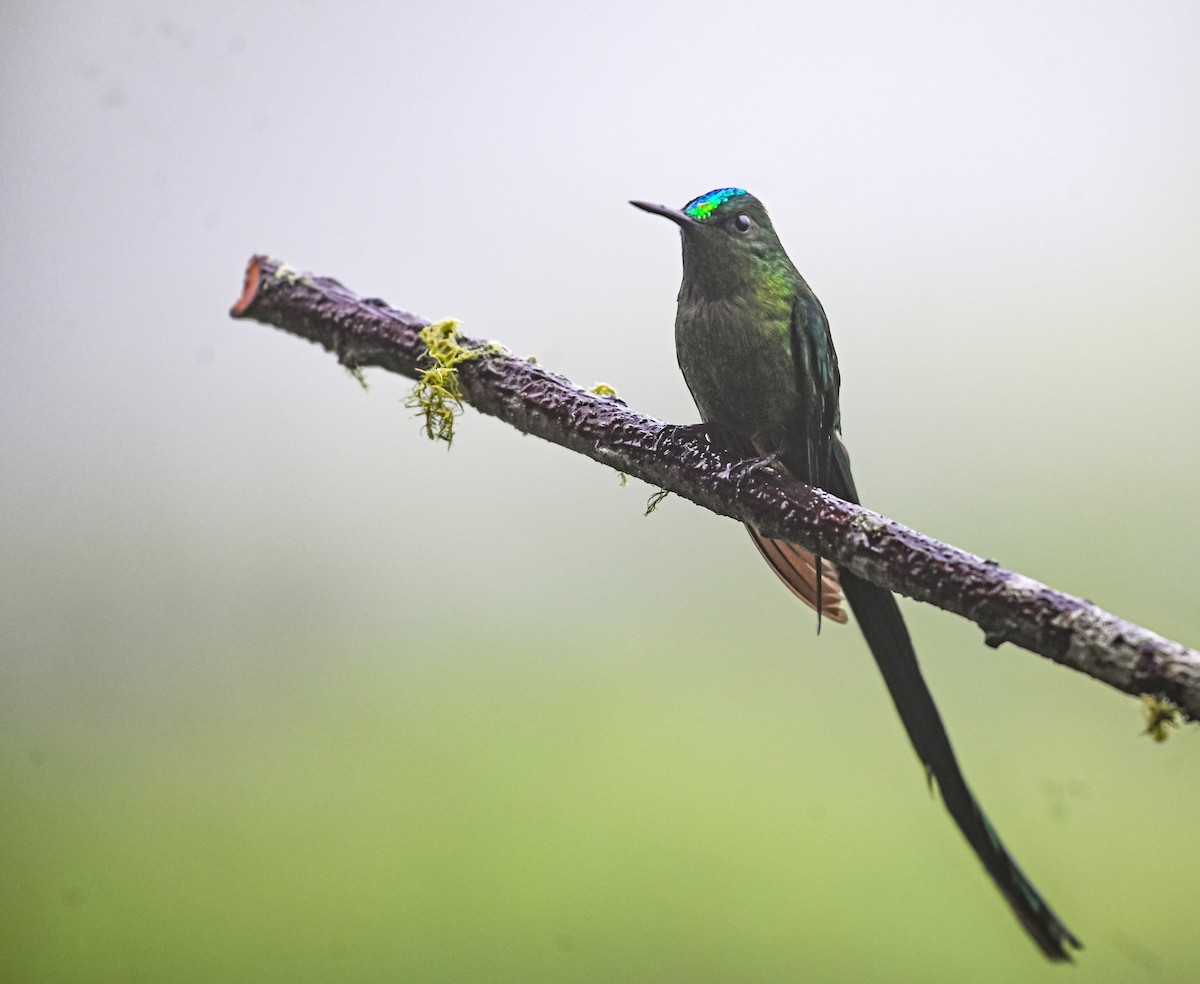 Long-tailed Sylph - ML645552332