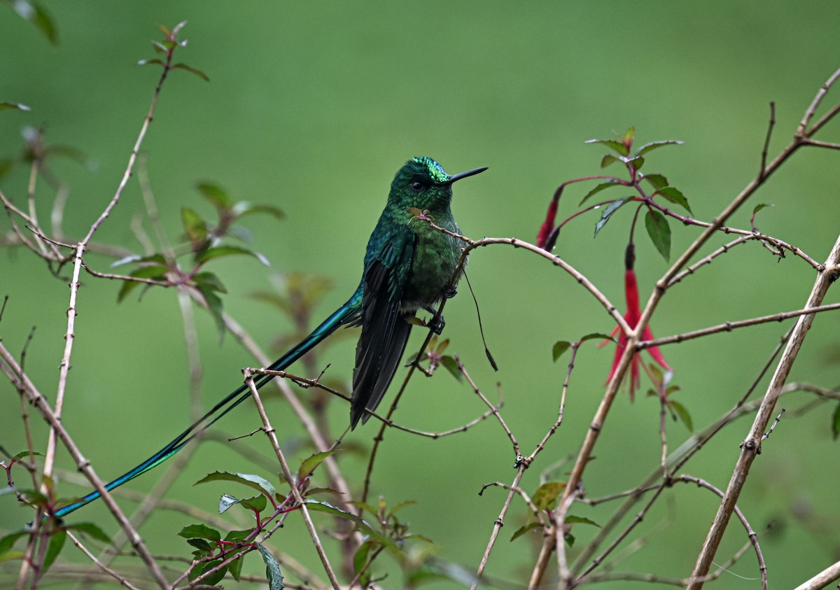 Long-tailed Sylph - ML645552333