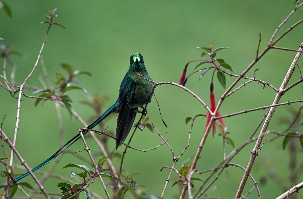 Long-tailed Sylph - ML645552335