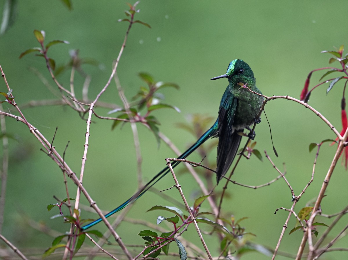 Long-tailed Sylph - ML645552336