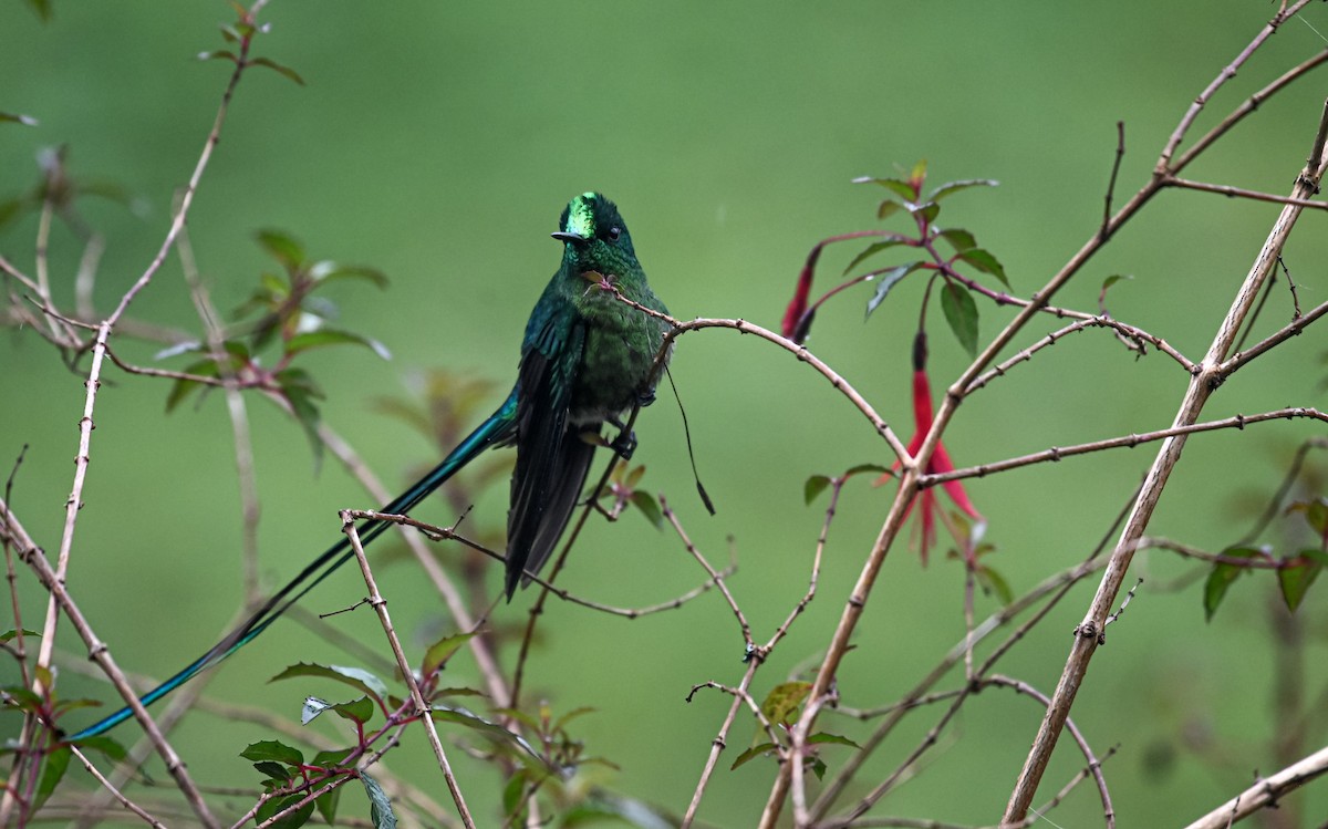 Long-tailed Sylph - ML645552337