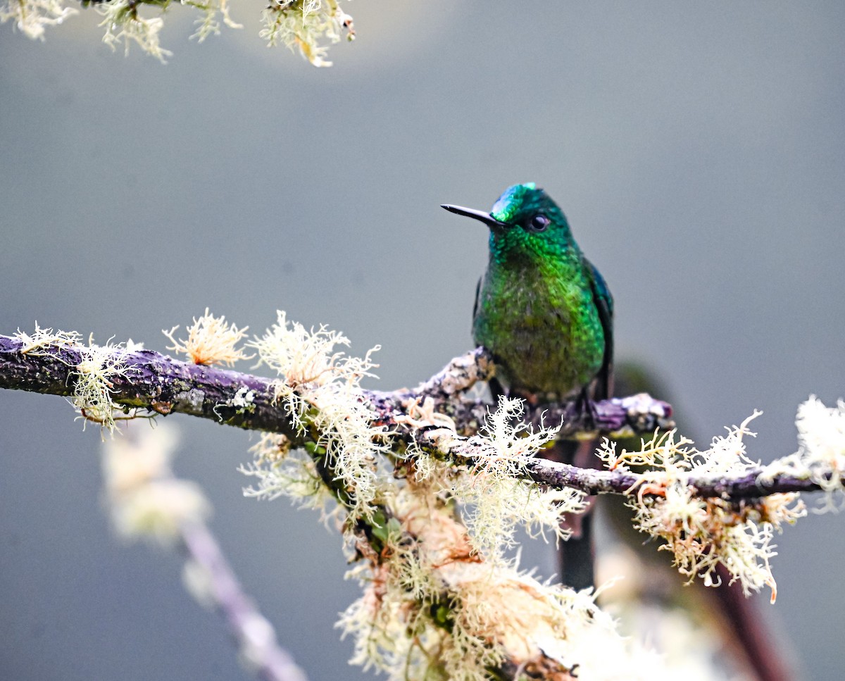 Long-tailed Sylph - ML645552338