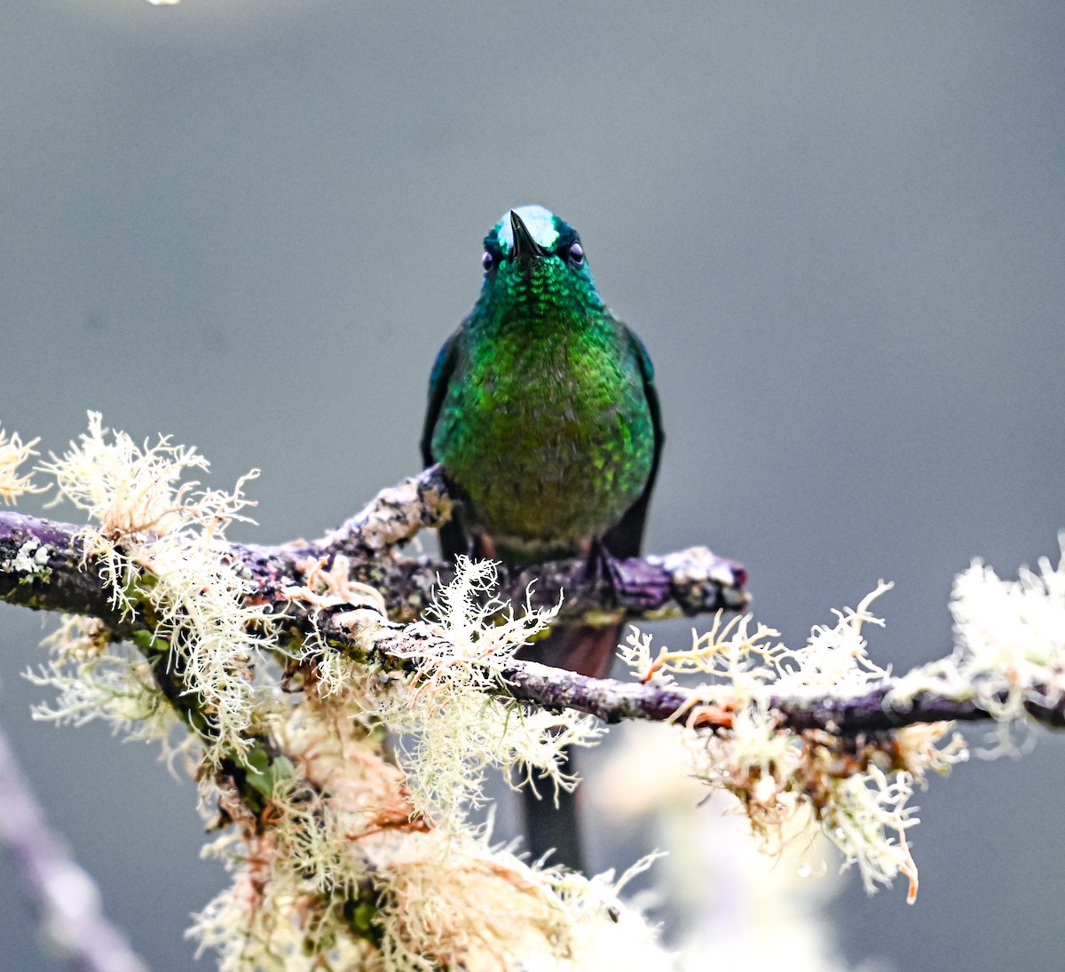 Long-tailed Sylph - ML645552339