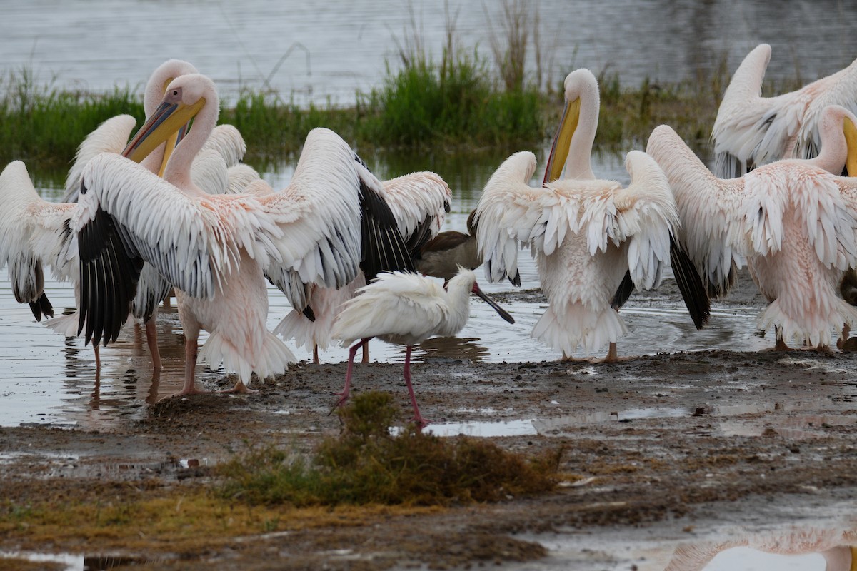 Great White Pelican - ML645552343