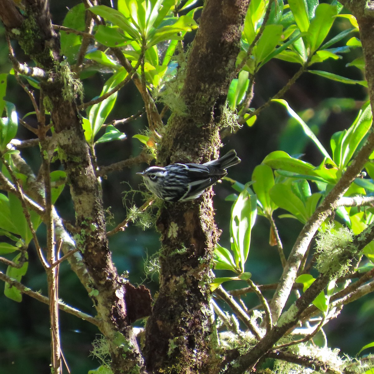 Black-and-white Warbler - ML645552349