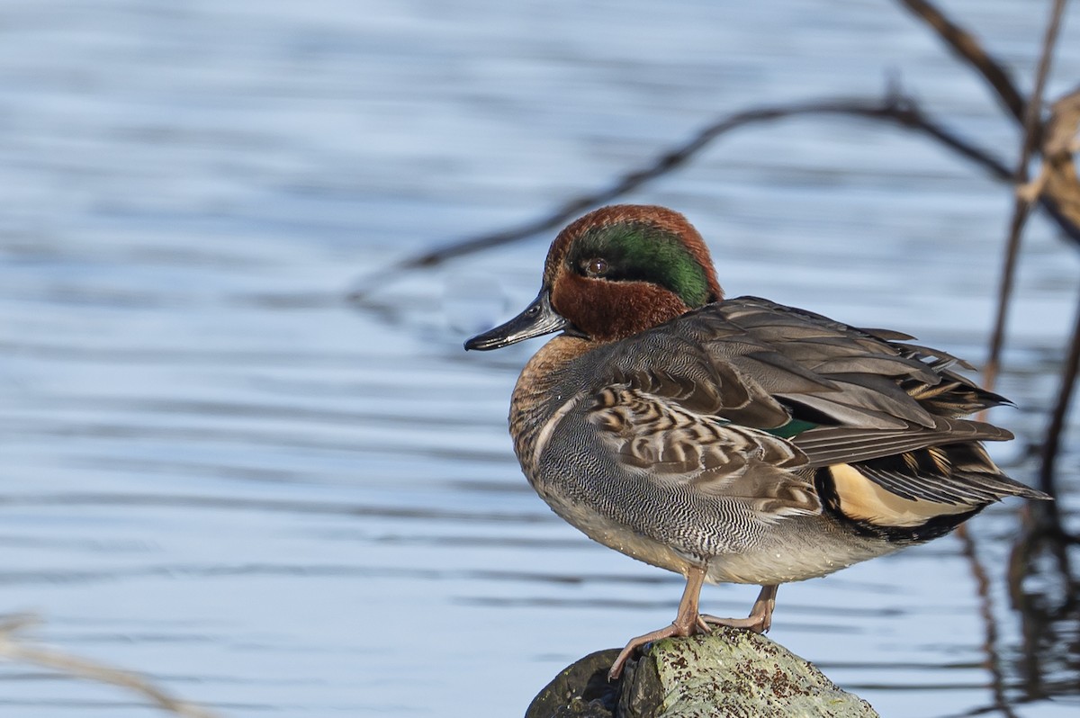 Green-winged Teal - ML645552353