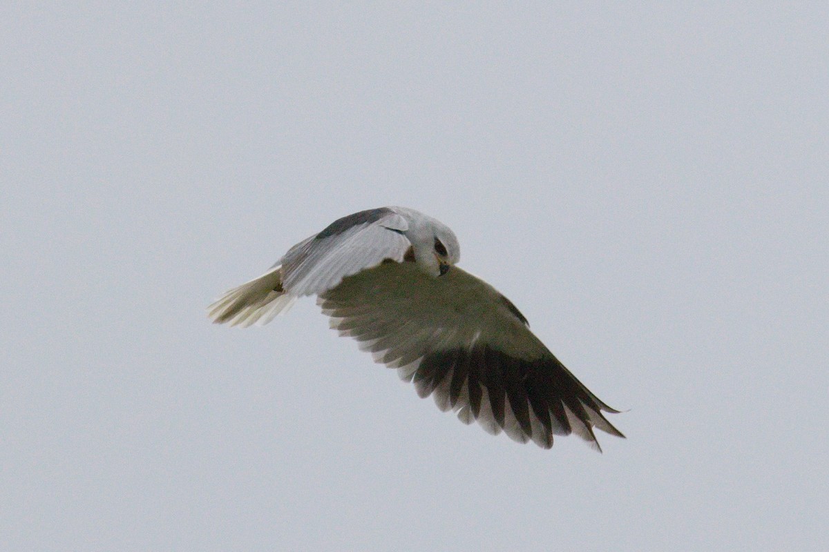 Black-winged Kite - ML645552358