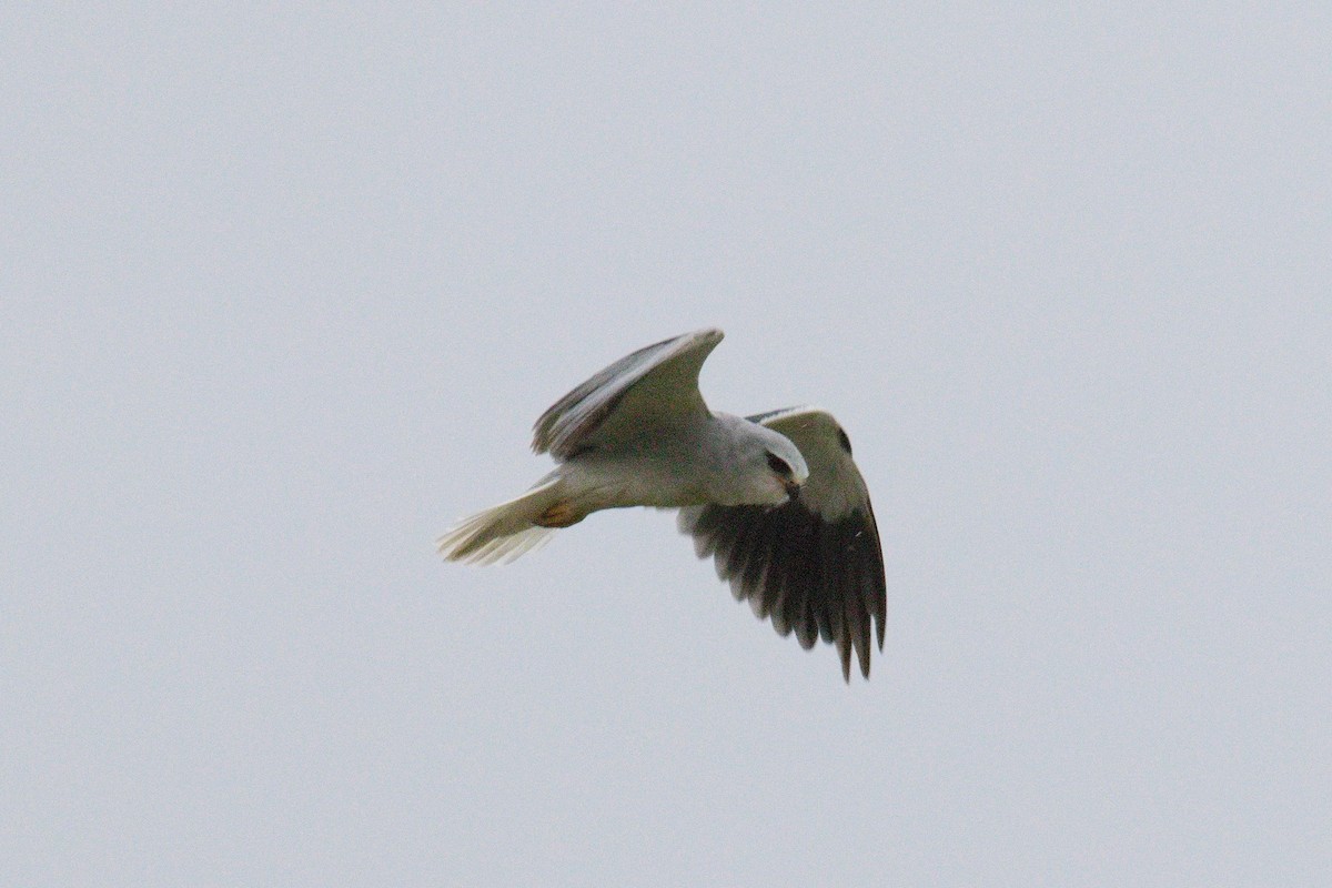 Black-winged Kite - ML645552360
