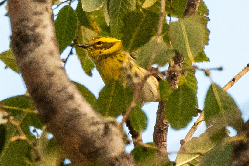 Townsend's Warbler - ML645552363