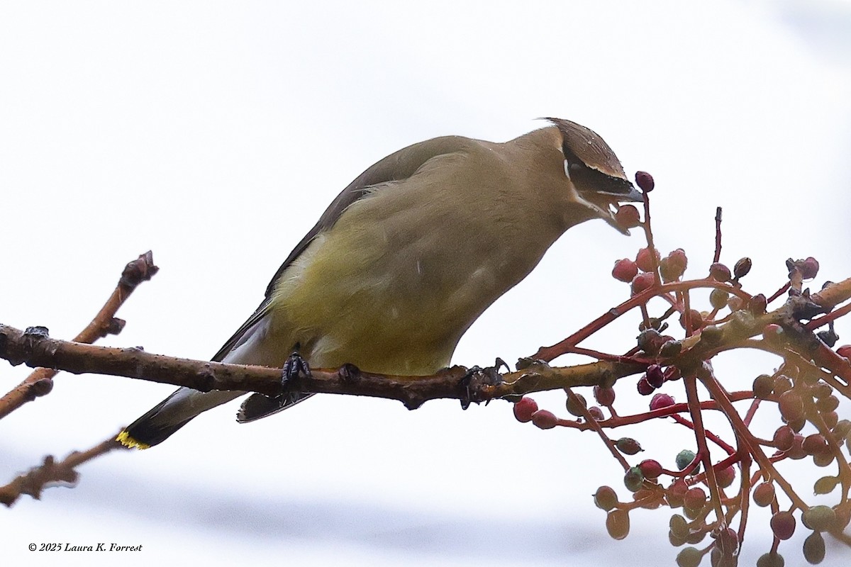 Cedar Waxwing - ML645552364