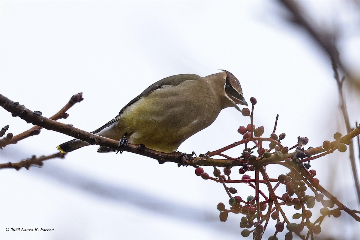Cedar Waxwing - ML645552365