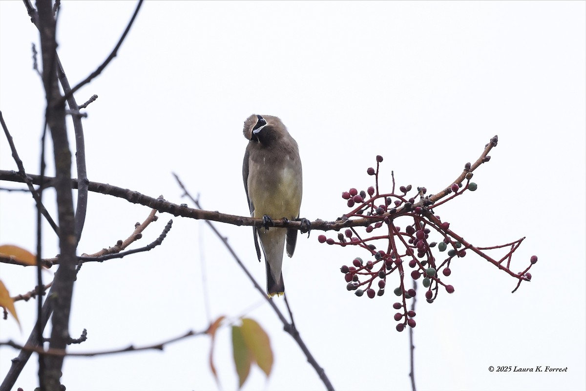 Cedar Waxwing - ML645552366