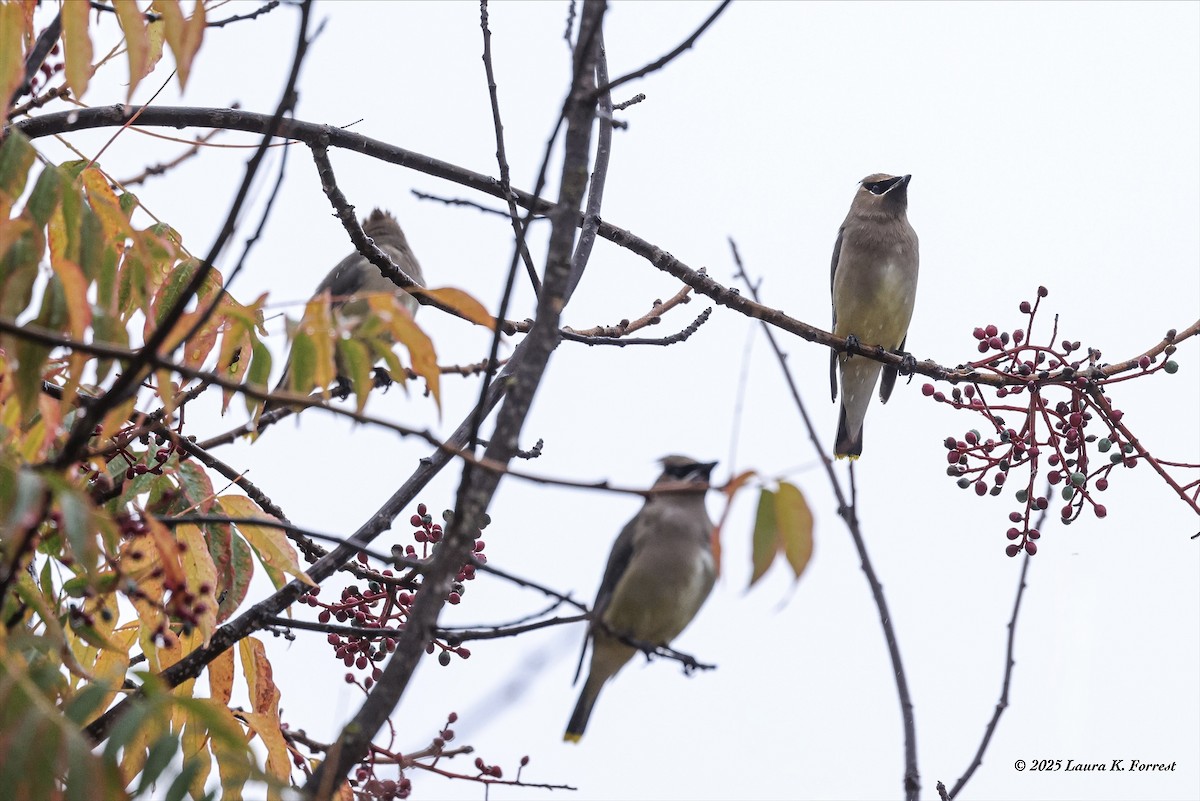 Cedar Waxwing - ML645552367