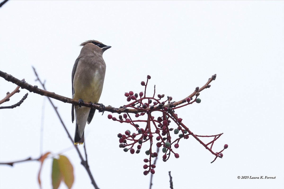 Cedar Waxwing - ML645552368