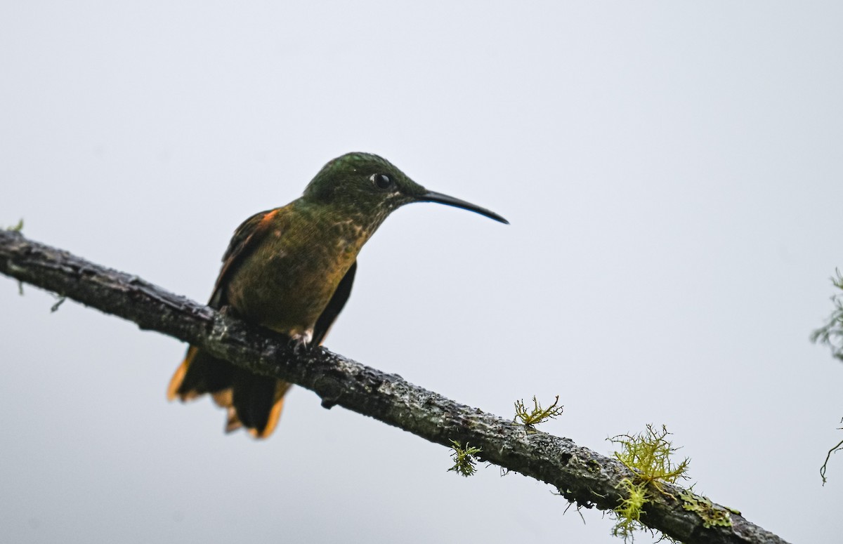 Mountain Velvetbreast - ML645552380