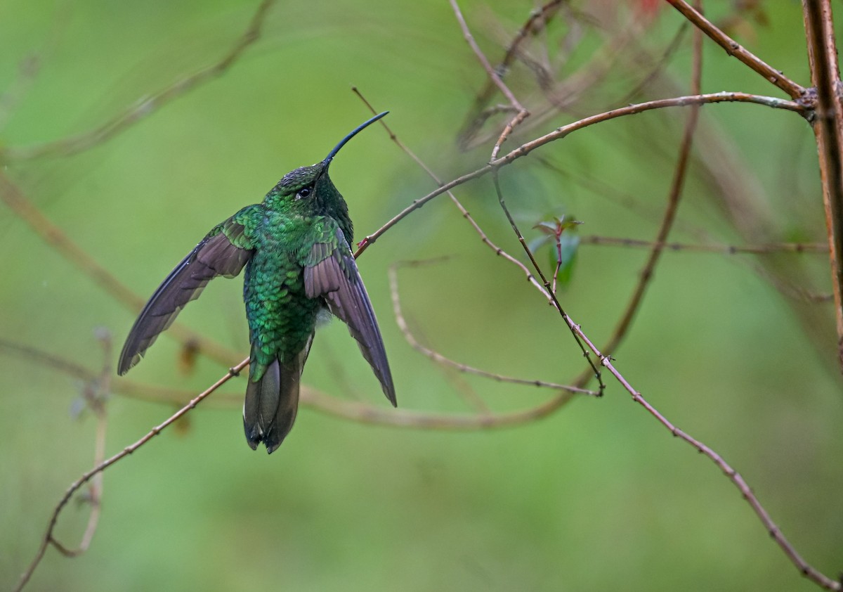 Mountain Velvetbreast - ML645552381