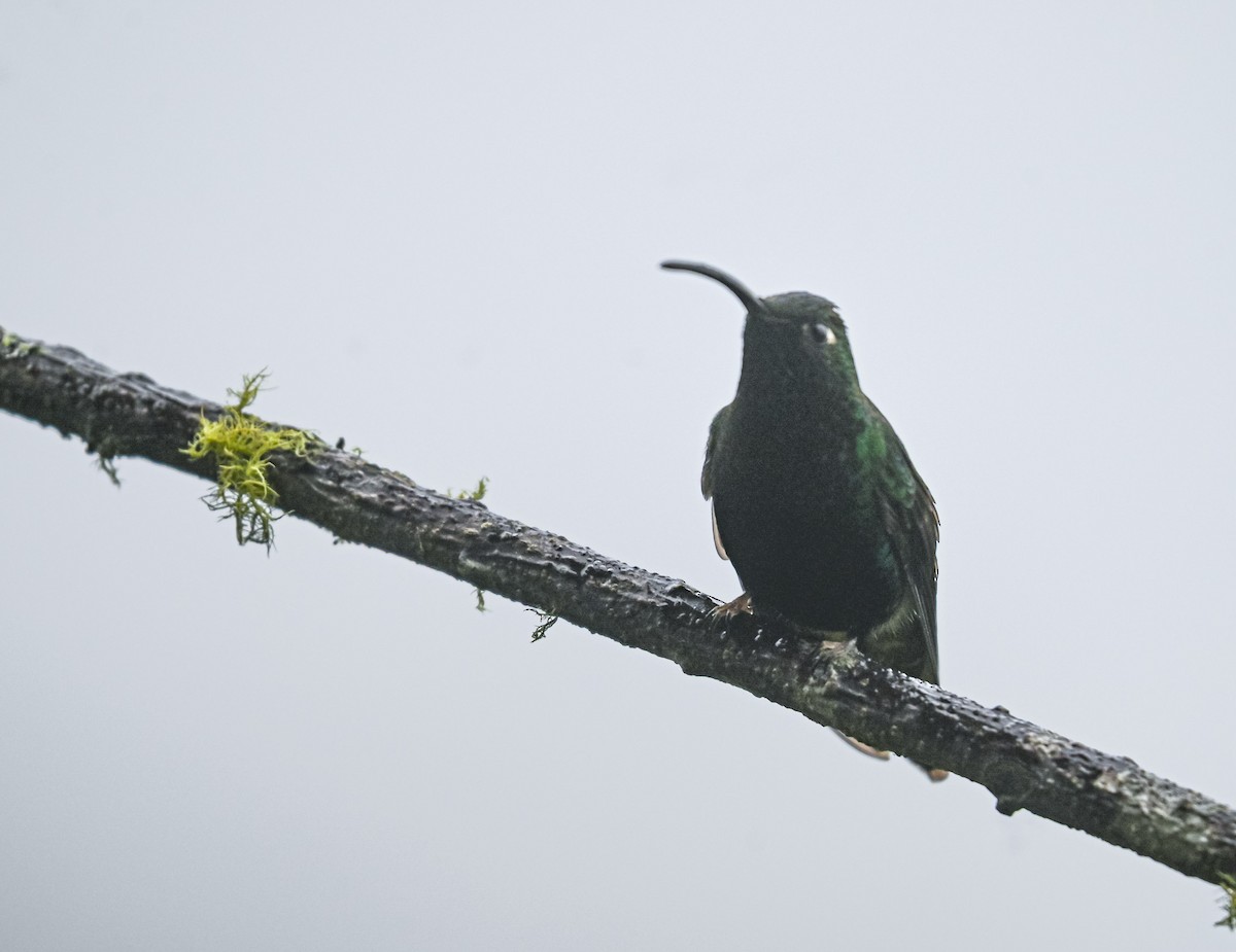 Mountain Velvetbreast - ML645552382