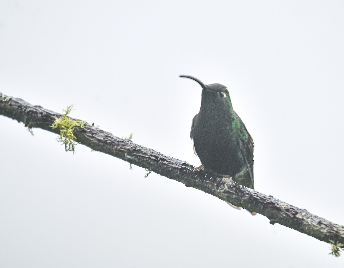 Mountain Velvetbreast - ML645552383