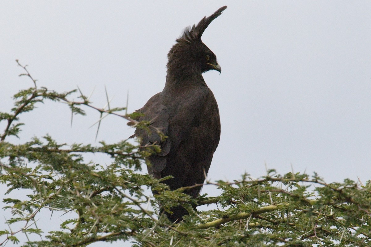 Long-crested Eagle - ML645552386