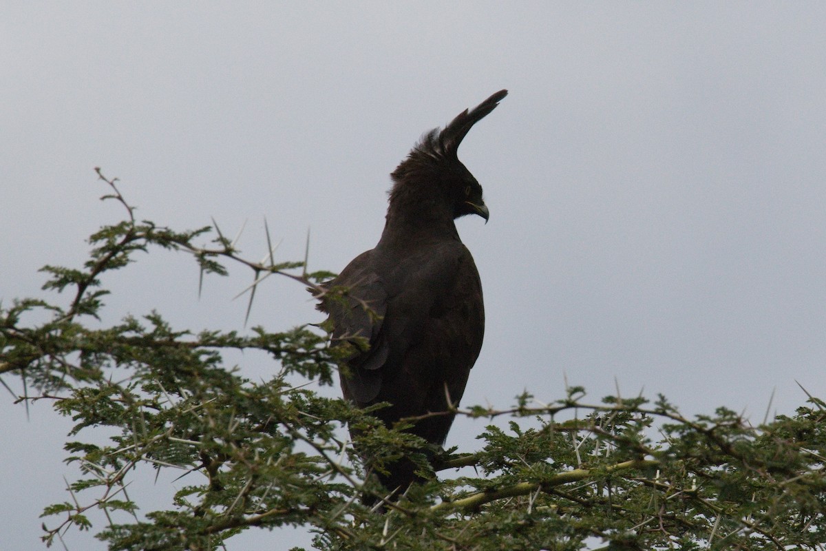 Long-crested Eagle - ML645552387