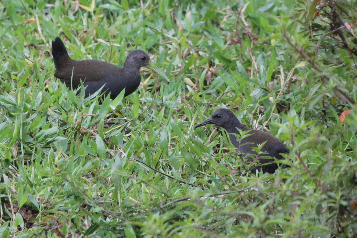 Râle noirâtre - ML645552390