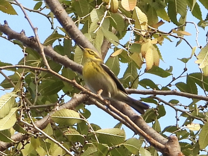 Townsend's Warbler - ML645552391