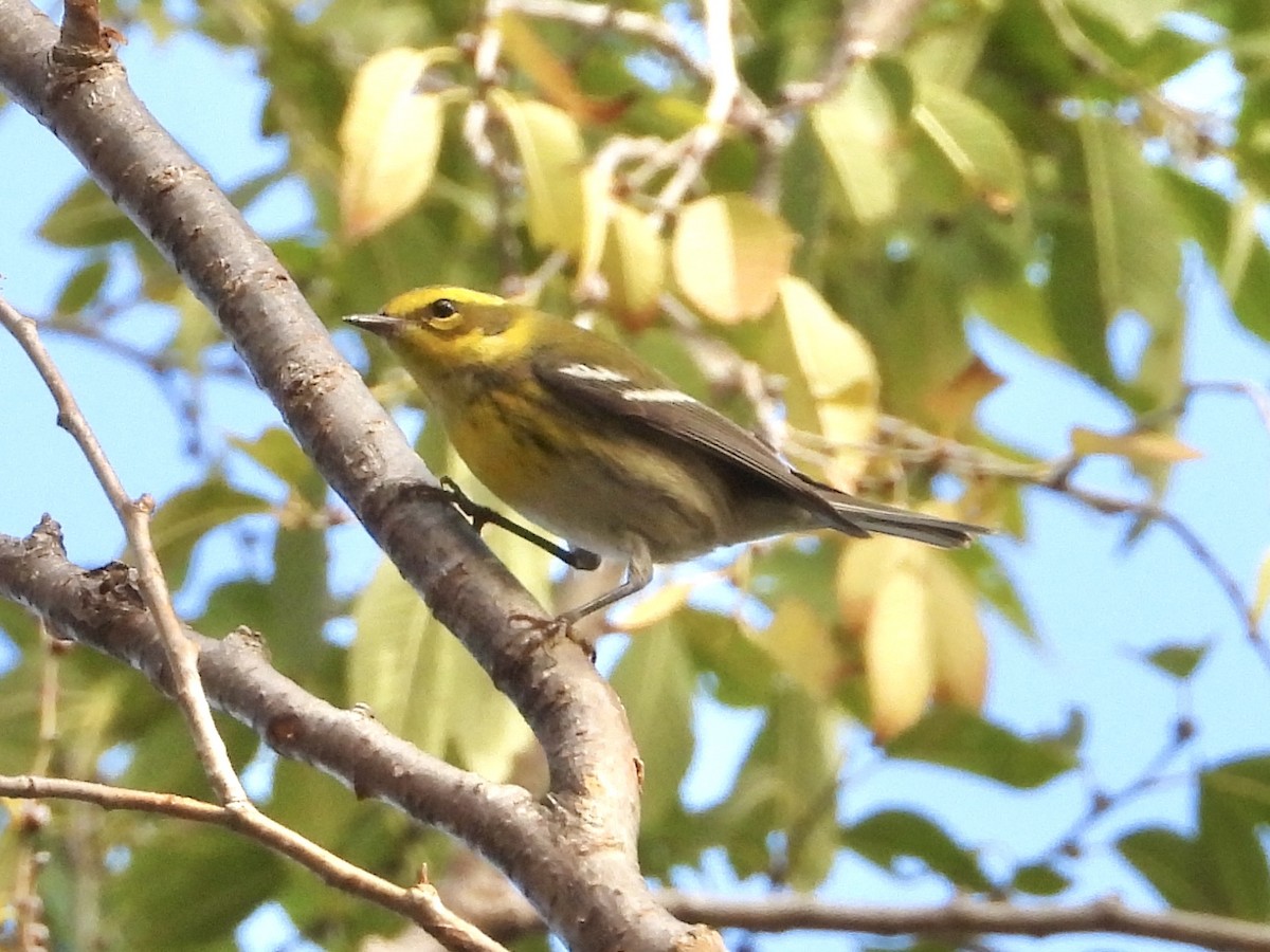 Townsend's Warbler - ML645552392