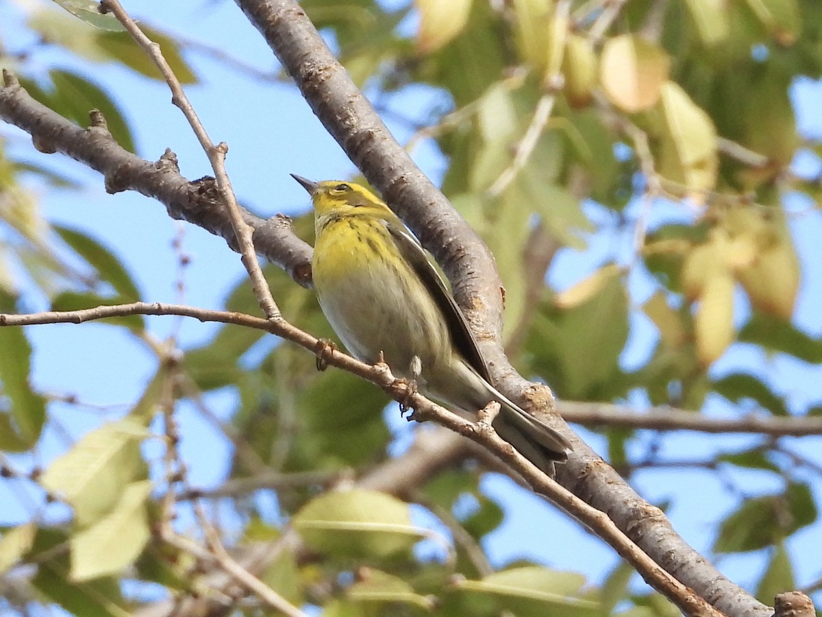 Townsend's Warbler - ML645552393