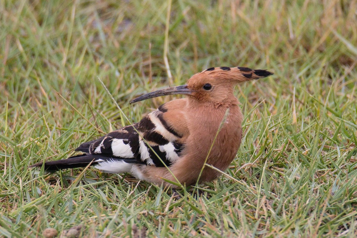 Common Hoopoe - ML645552398