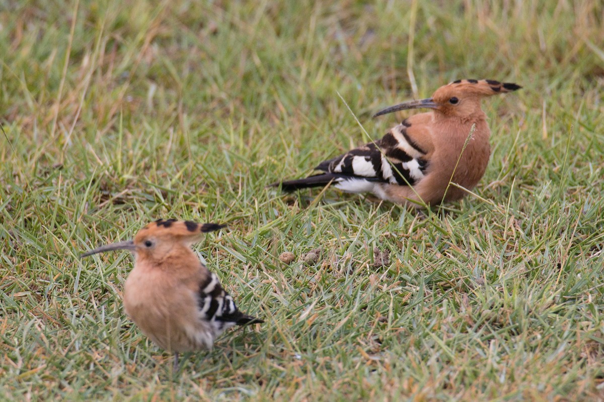 Common Hoopoe - ML645552399