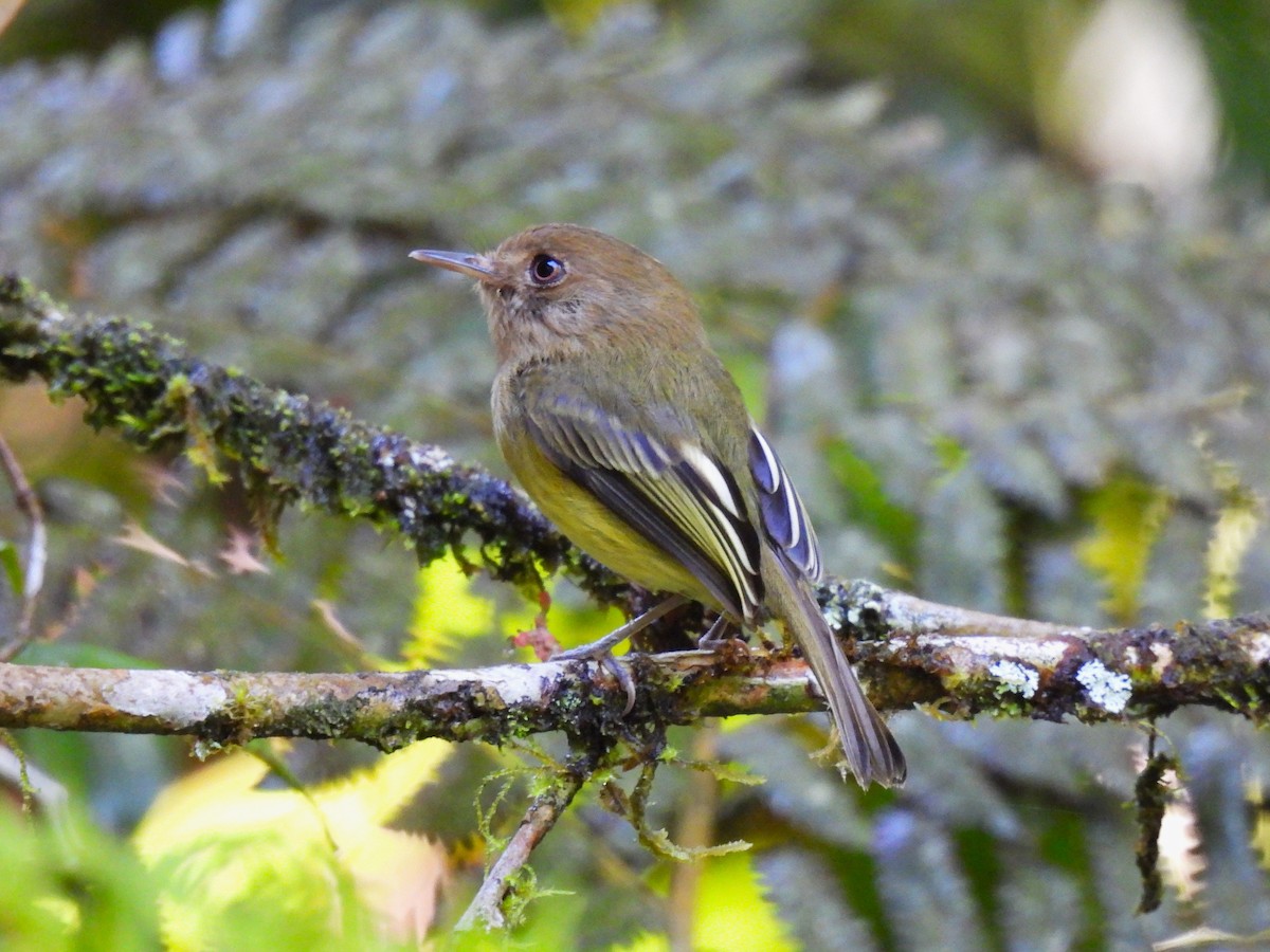 Kaempfer's Tody-Tyrant - ML645552402