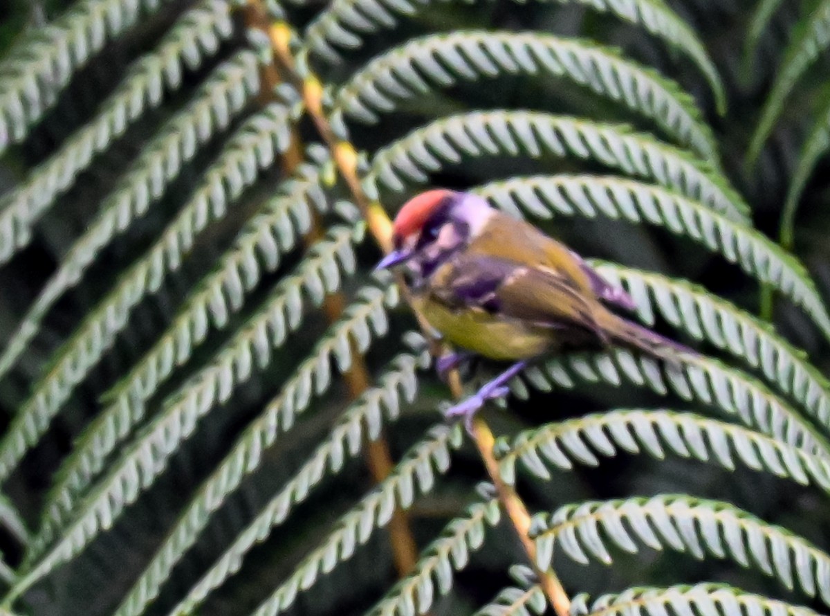 Rufous-crowned Tody-Flycatcher - ML645552409