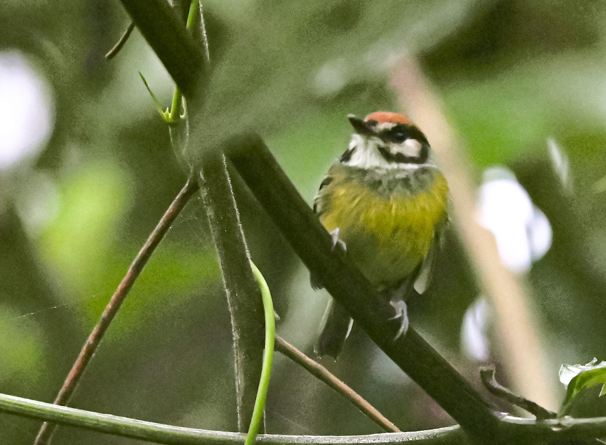Rufous-crowned Tody-Flycatcher - ML645552411