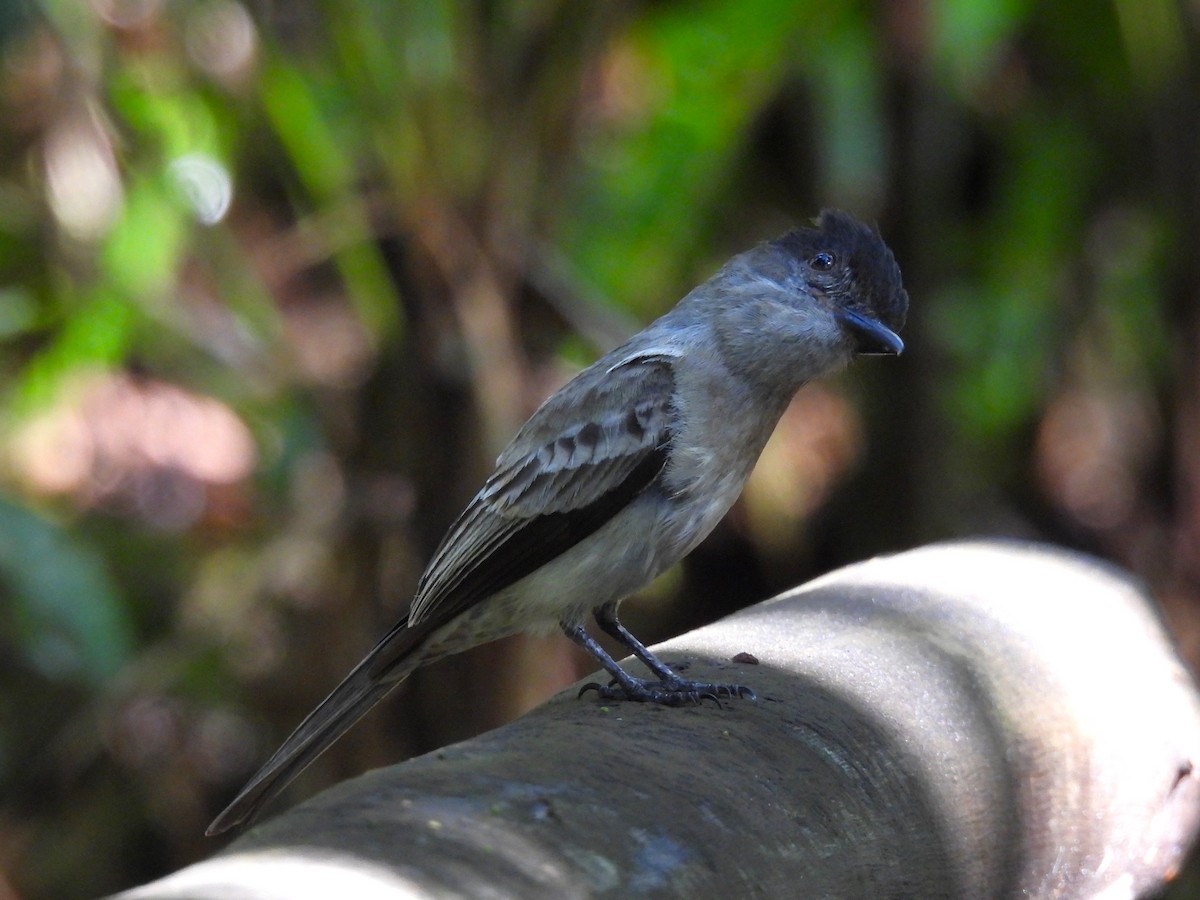 Sibilant Sirystes - ML645552415