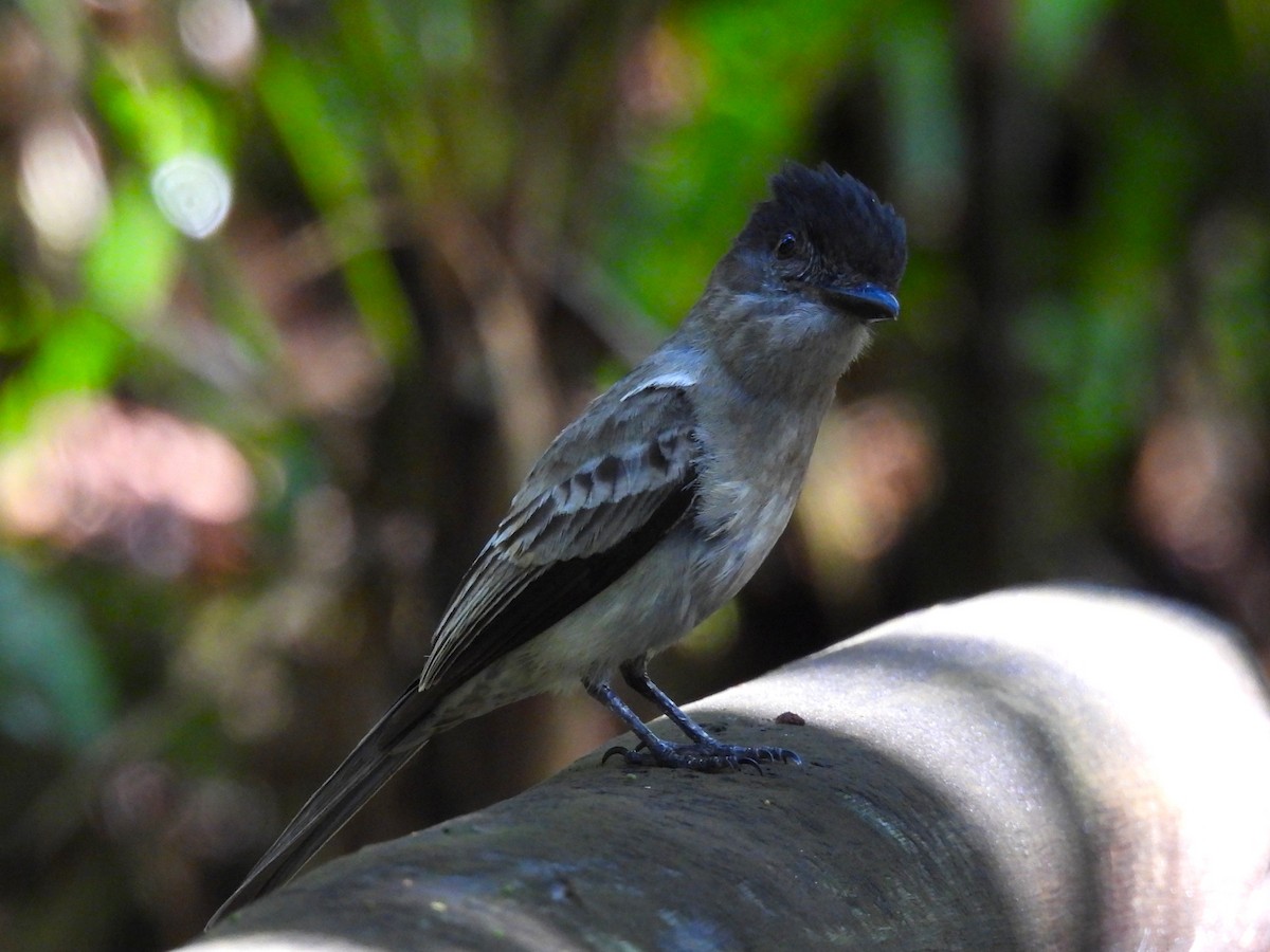 Sibilant Sirystes - ML645552416