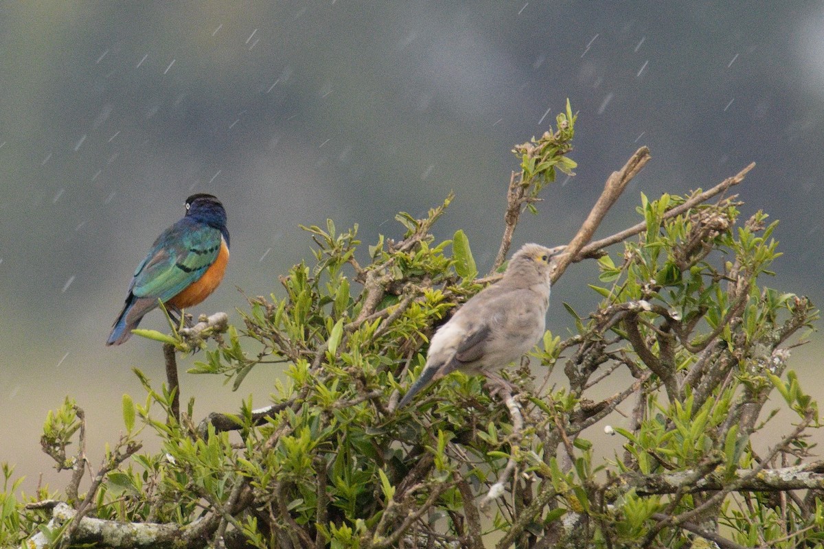 Wattled Starling - ML645552418