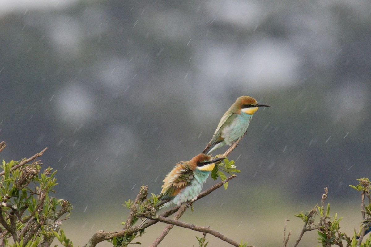 European Bee-eater - ML645552421