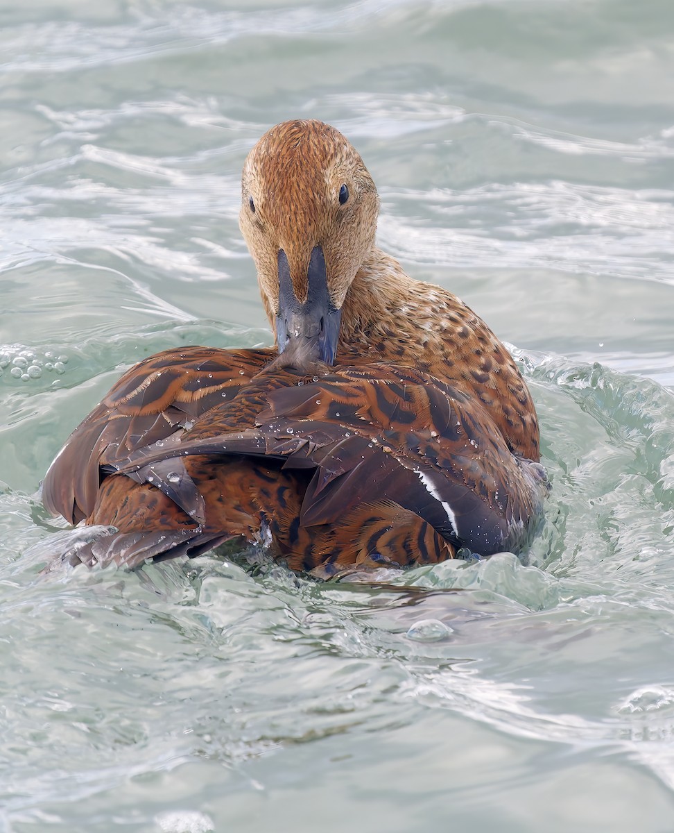 Éider Real - ML645552422