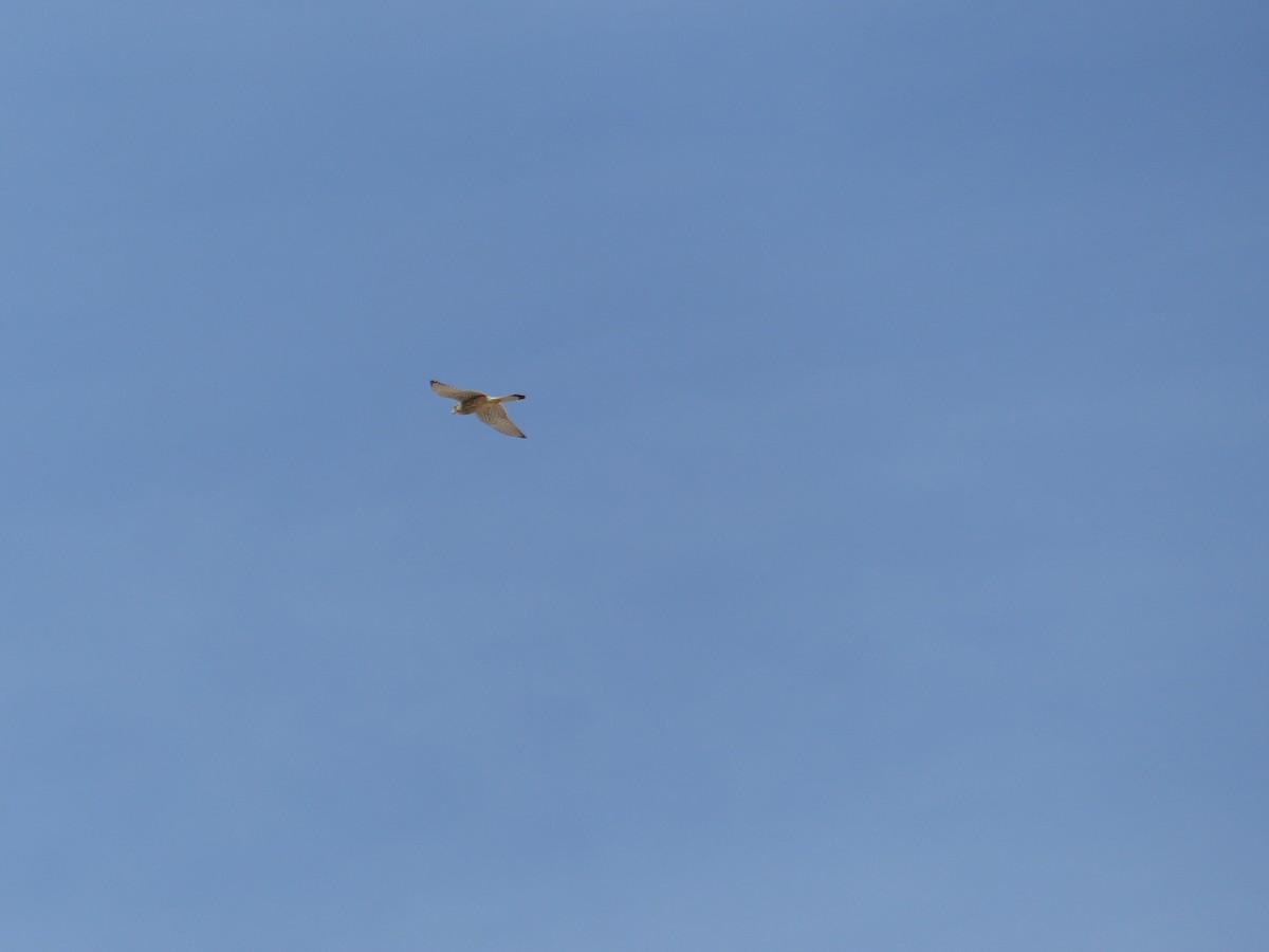 בז אדום - ML645552426